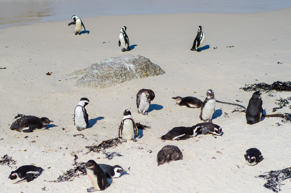 anna_frost_kap_tiere_01