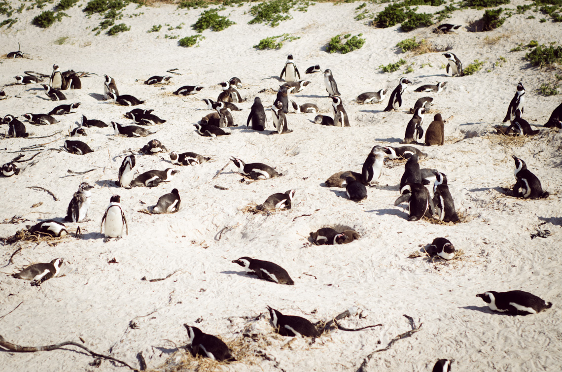 anna_frost_kap_tiere_02