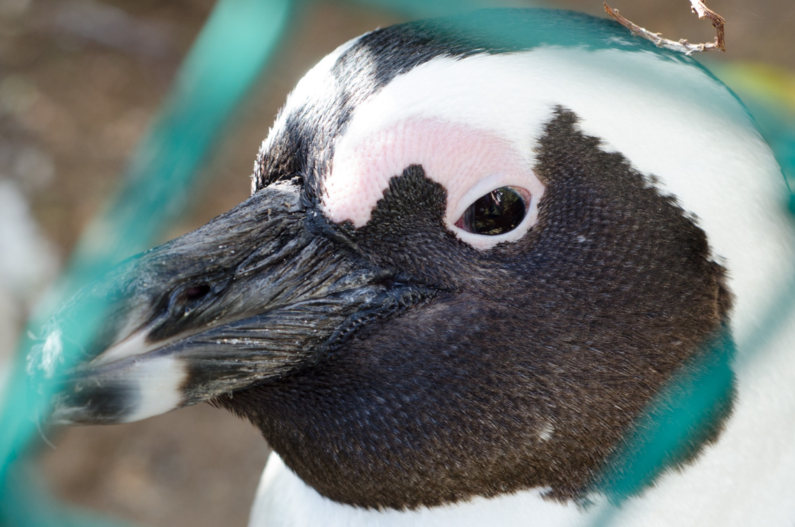 anna_frost_kap_tiere_03