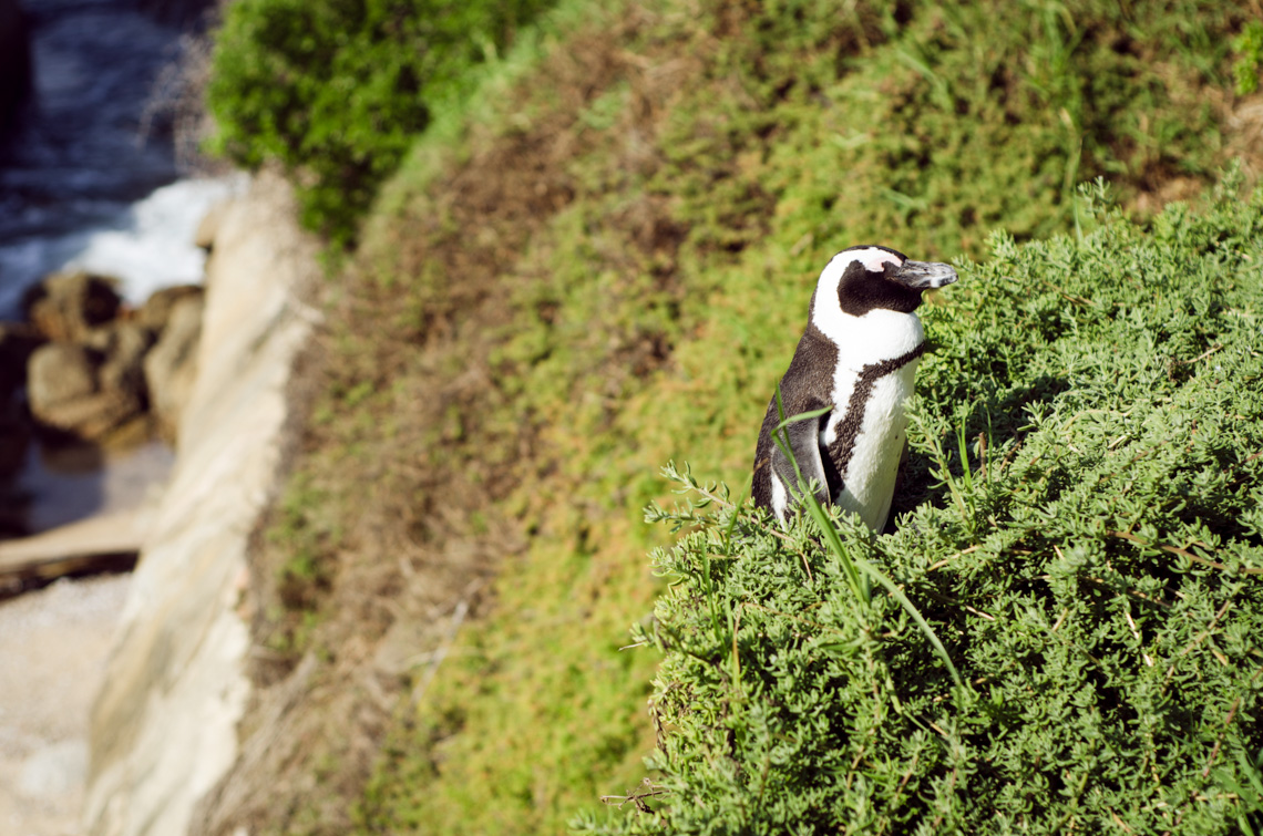 anna_frost_kap_tiere_04