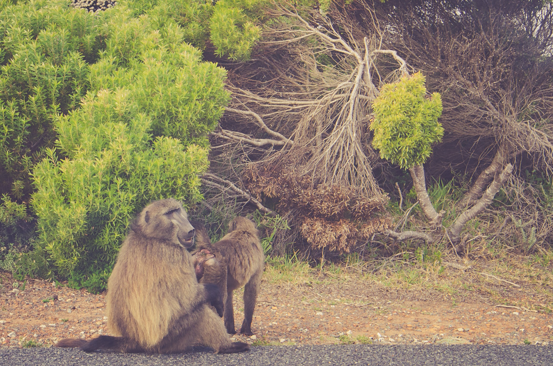 anna_frost_kap_tiere_05