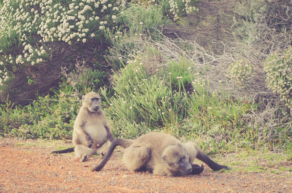 anna_frost_kap_tiere_06