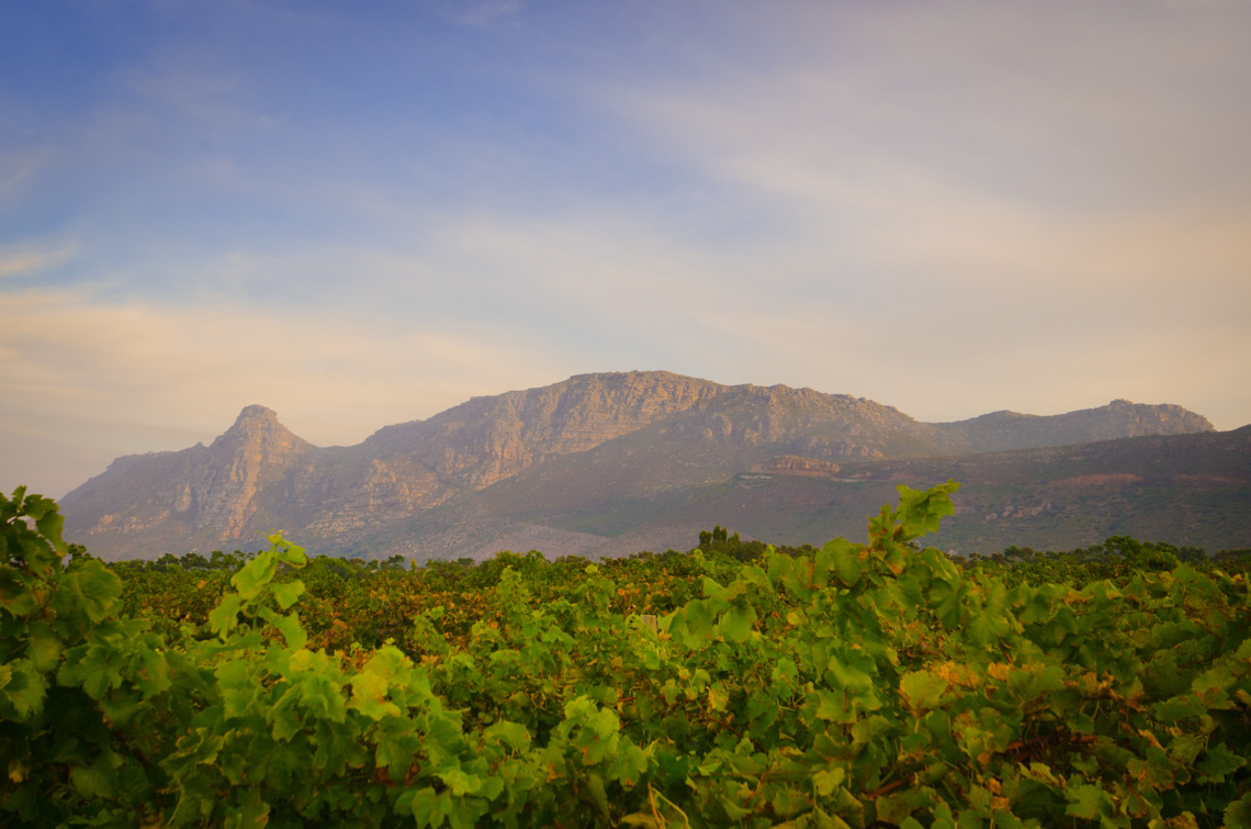 anna_frost_kapstadt_steenberg_01