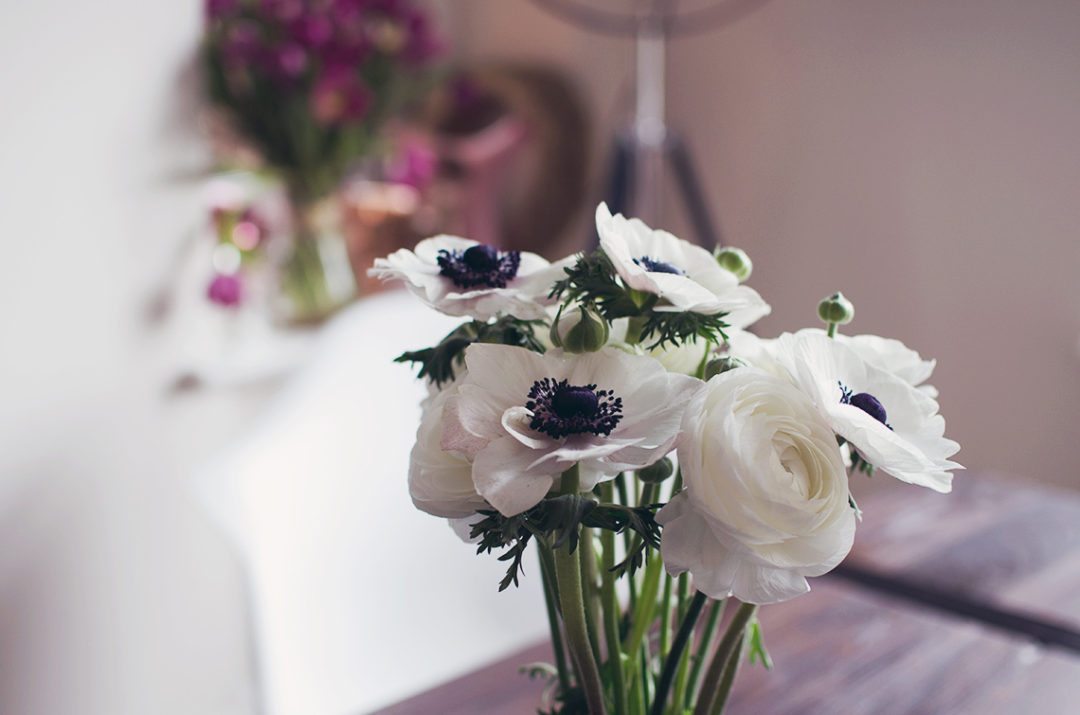 anemonen ranunkeln anna frost