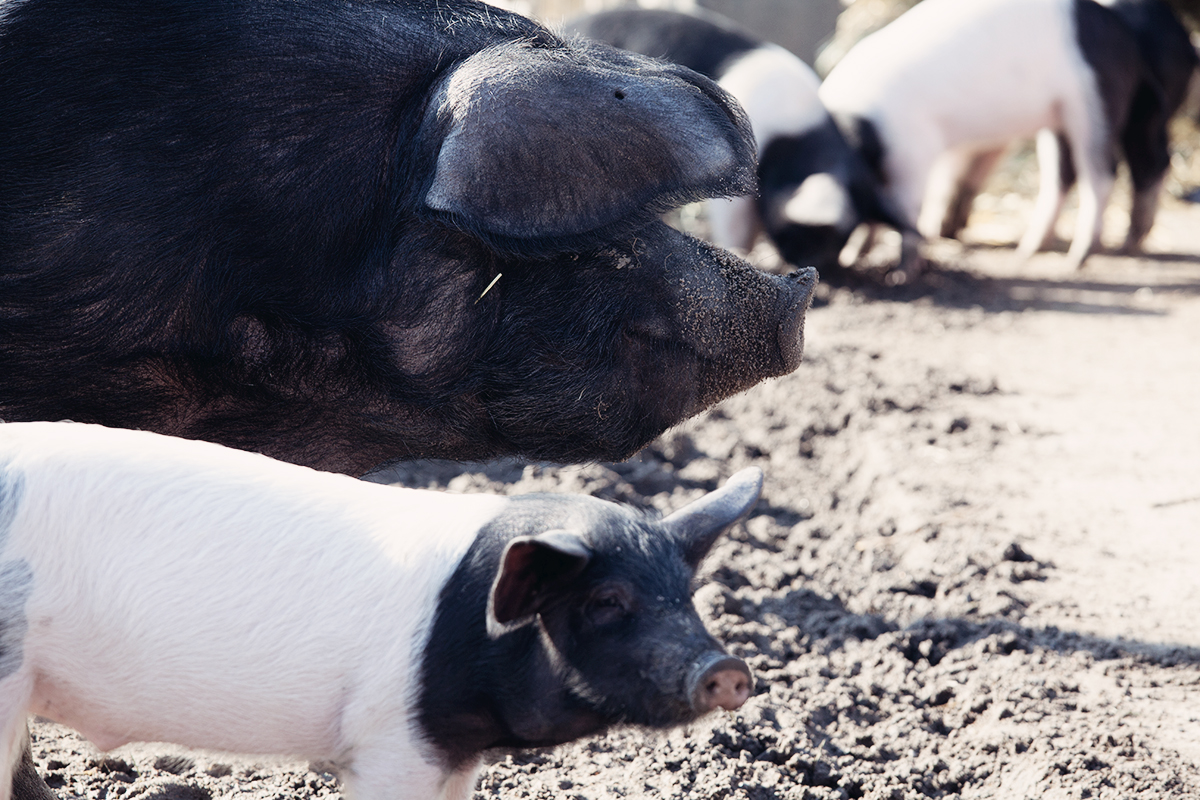 anna frost fafine hagenbeck tierpark 3
