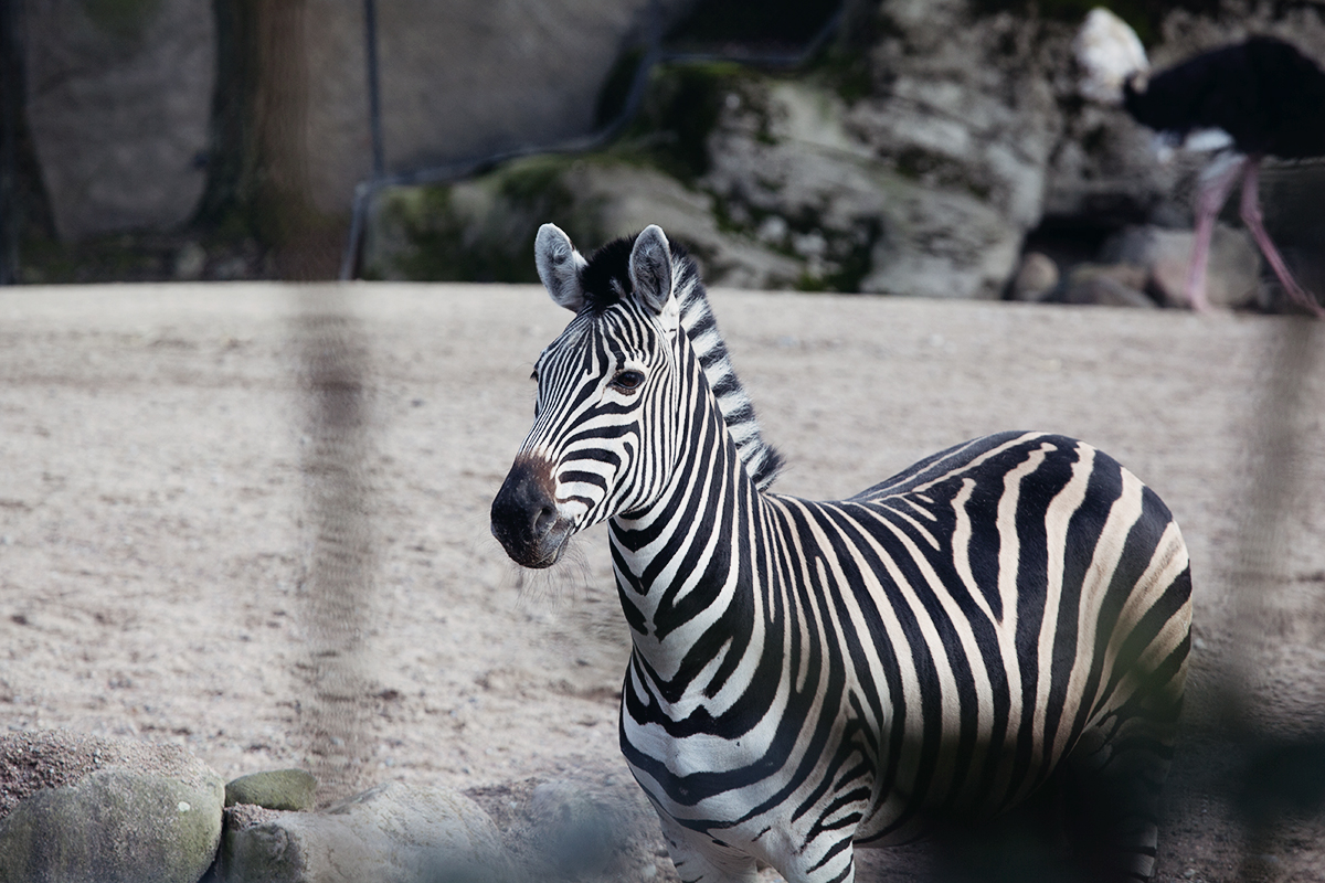 anna frost fafine hagenbeck tierpark 6