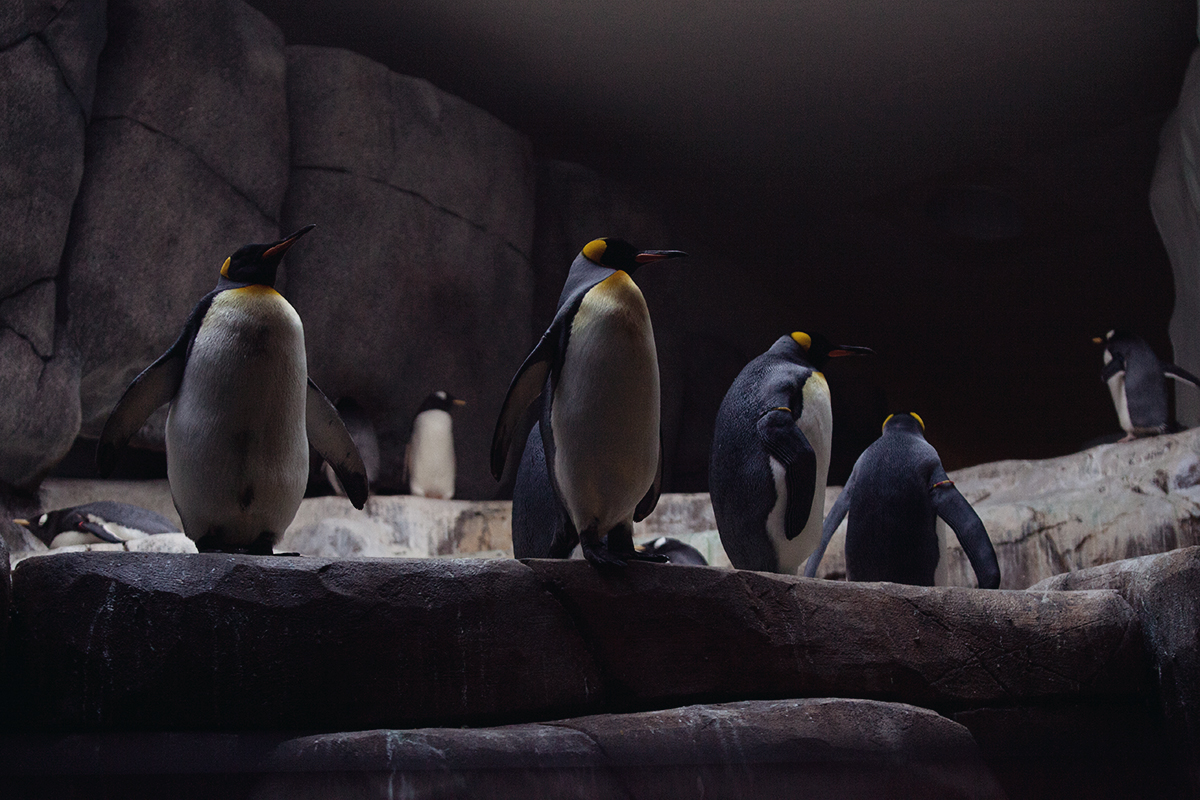 anna frost fafine hagenbeck tierpark 8