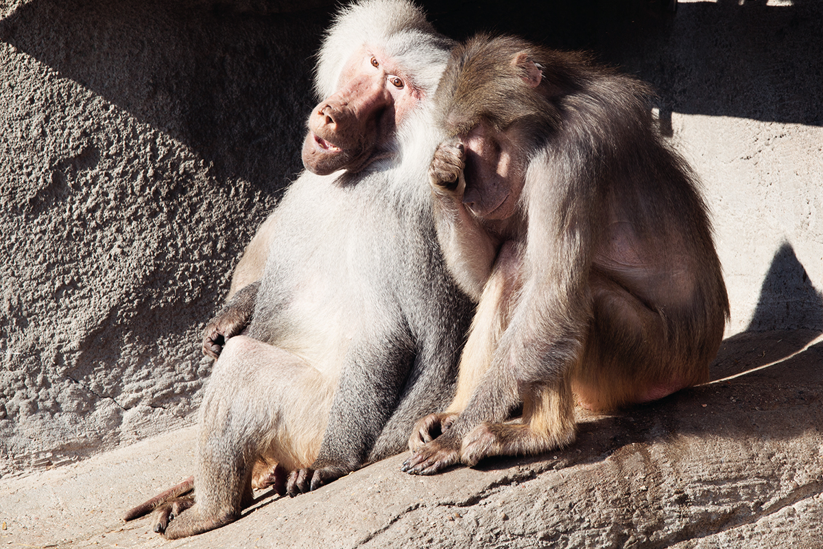 anna frost fafine hagenbeck zoo 1