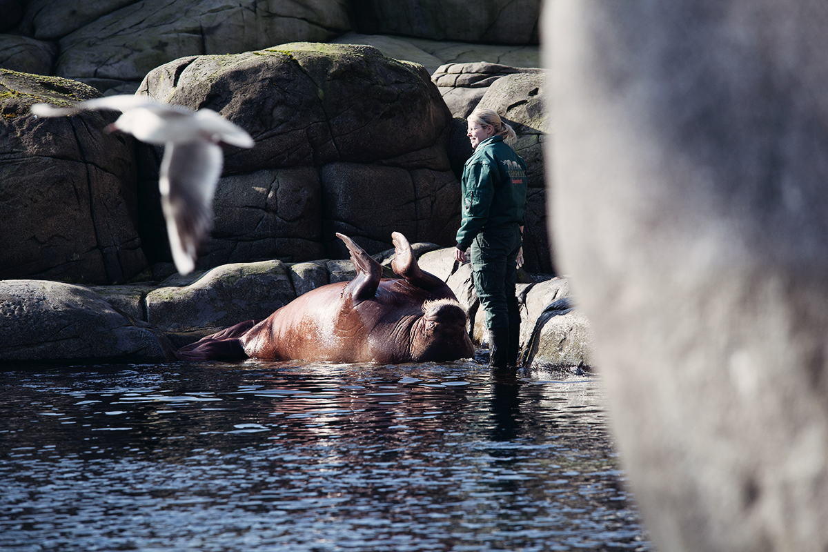 anna frost hagenbeck 7