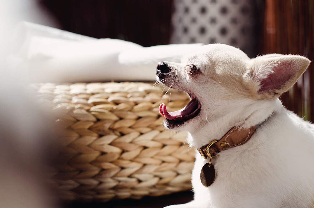 Elvis (Chihuahua) gähnt auf dem Balkon