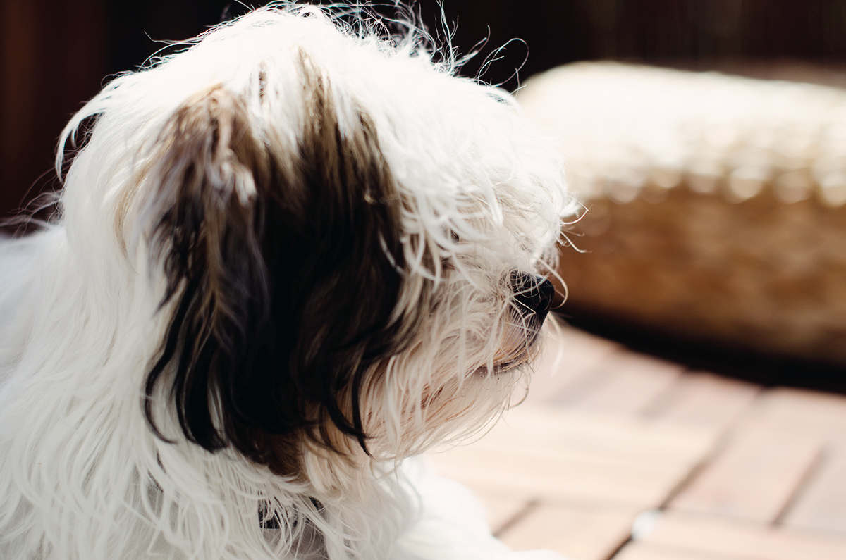 Lucy, Bolonka Zwetna