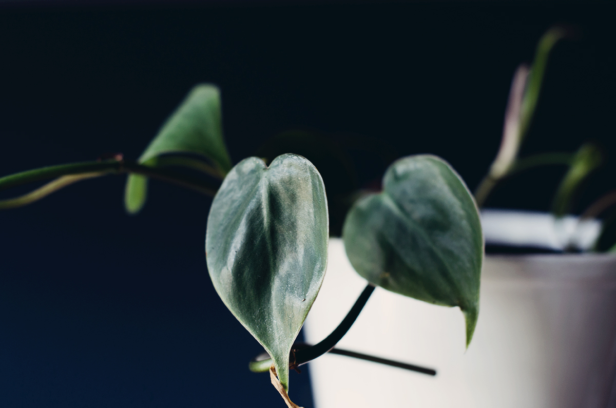 anna frost kletter philodendron