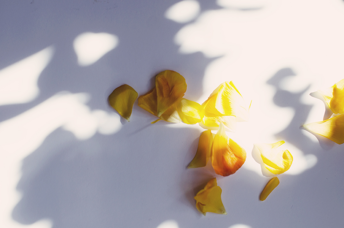 anna frost yves rocher yellow